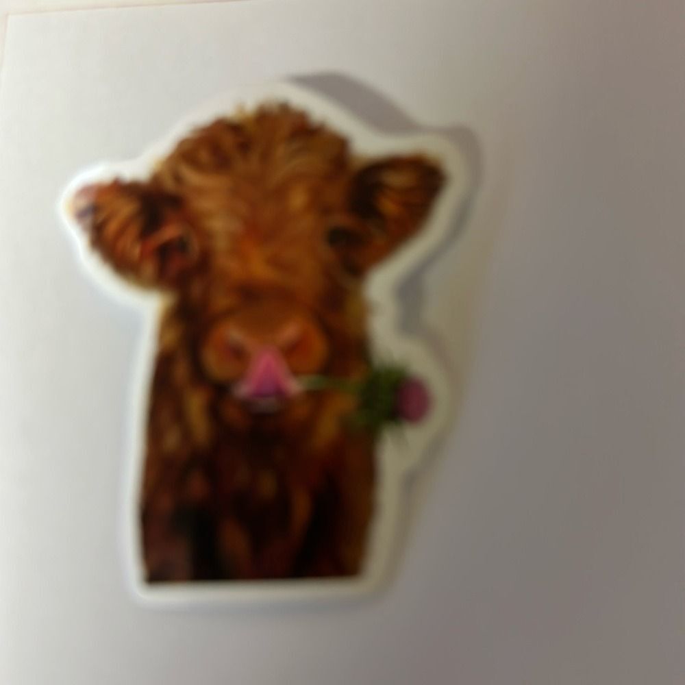 Scottish Highland Cows